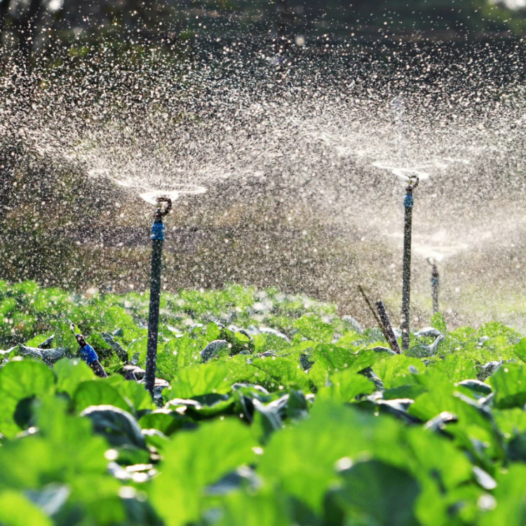 Water-soluble fertilizer